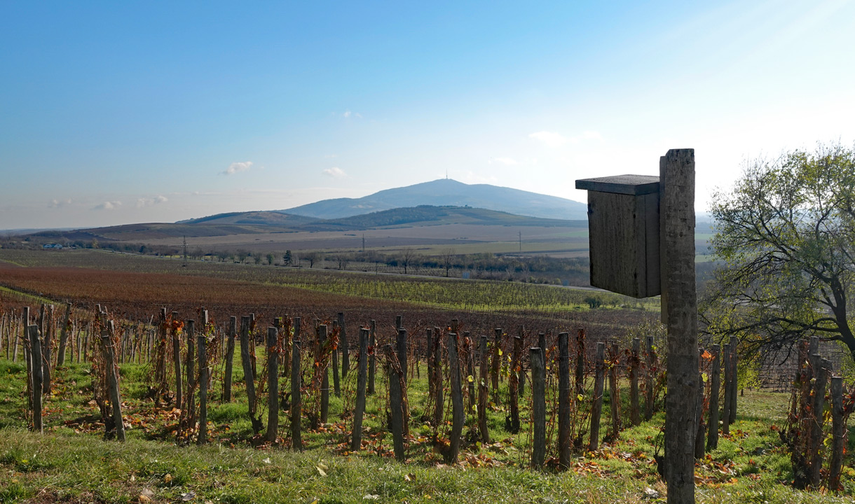 Paysage viticole de Tokaj